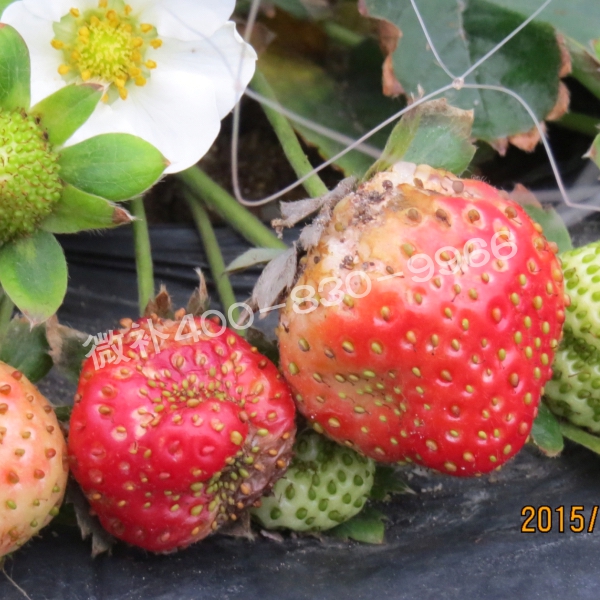 9畸形果、著色差