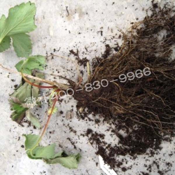 2死苗、黑根、爛根