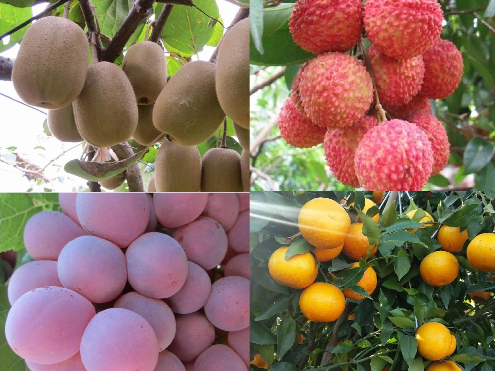 果樹補鈣全攻略：告別裂果爛果，種出優(yōu)質(zhì)好果