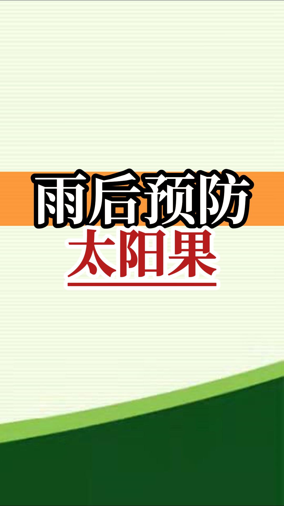 雨后高溫柑橘更易曬傷，及時(shí)管理預(yù)防太陽(yáng)果