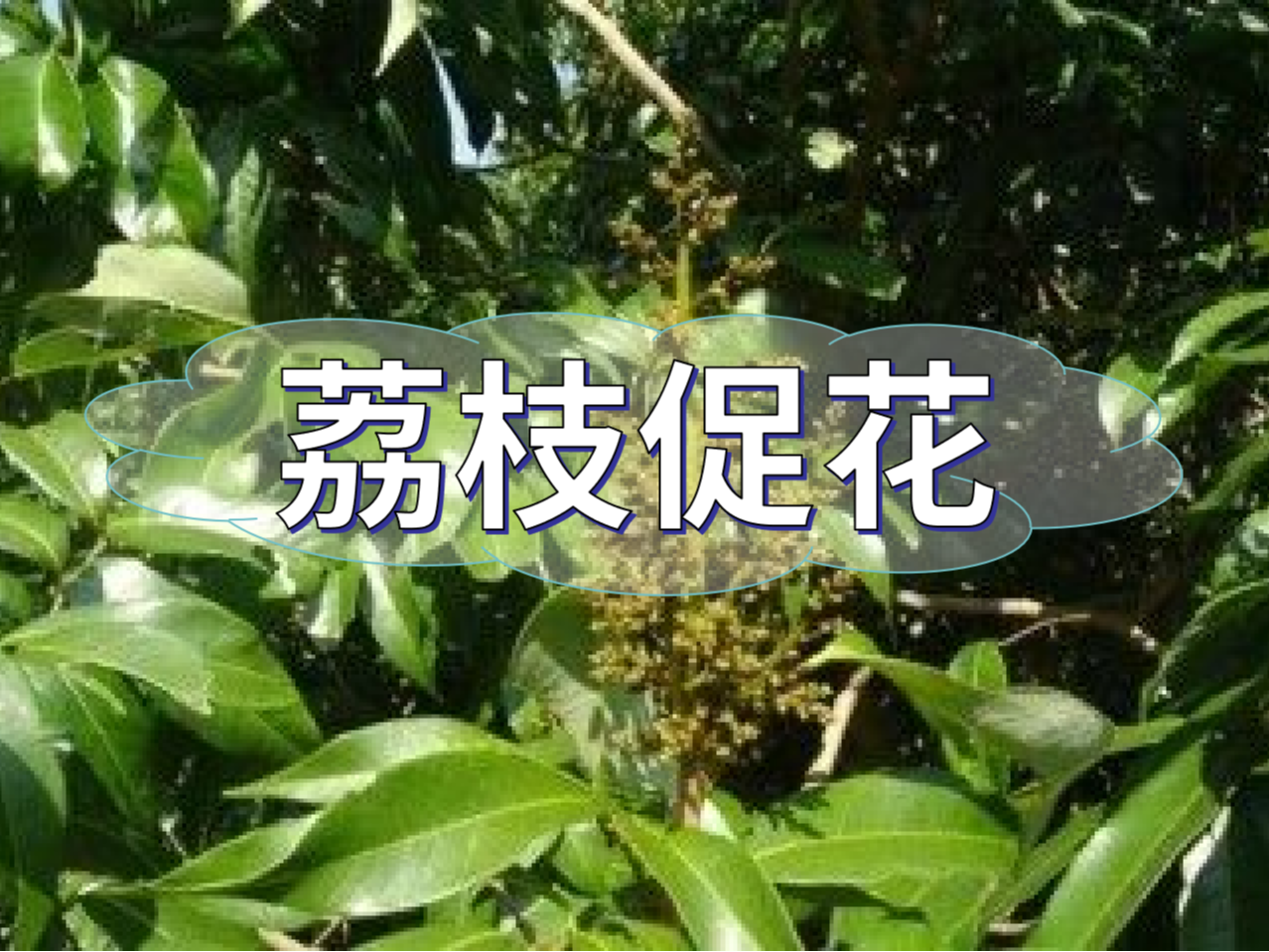 早熟荔枝，開始促花啦！