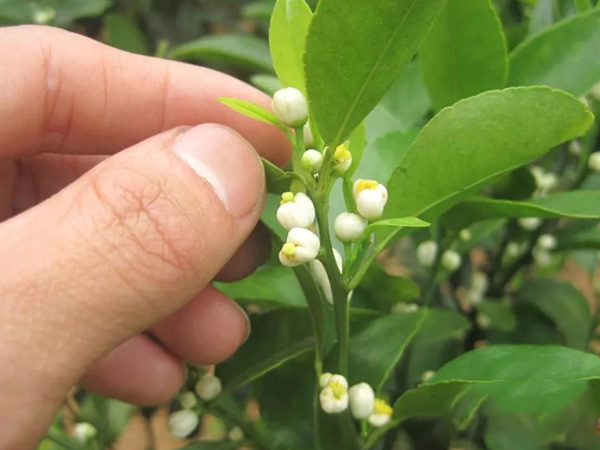 沃柑茂谷柑來花多要疏花，促花工作就不做了，小心花多不壯