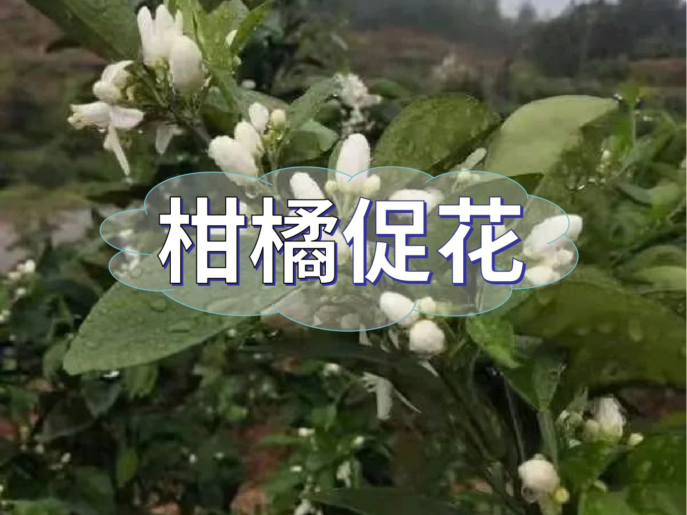柑橘促花三要領(lǐng)，促進(jìn)優(yōu)質(zhì)花的形成