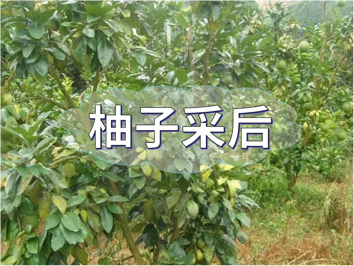 柚子采后這么管，來年不減產(chǎn)