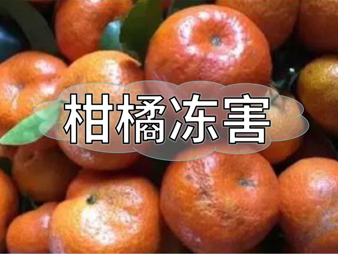 柑橘凍害難恢復，防凍提前做更重要