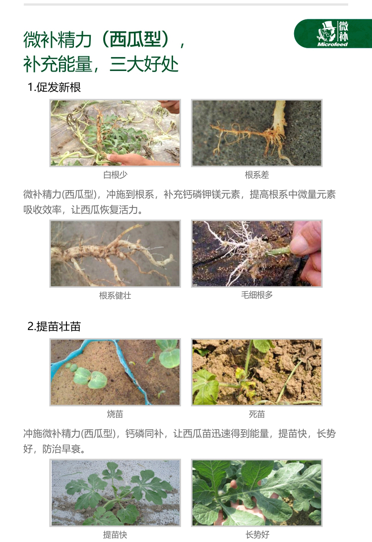 微補精力西瓜型