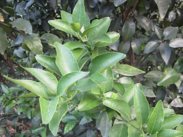 微補(bǔ)三級火箭方案有如此神奇功效？