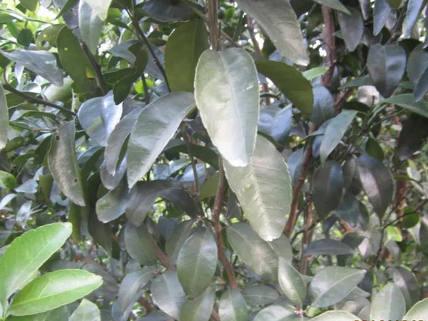 微補(bǔ)三級火箭方案有如此神奇功效？