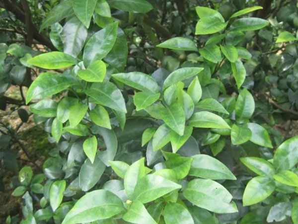 微補(bǔ)三級火箭方案有如此神奇功效？