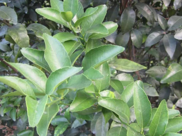 微補(bǔ)三級火箭方案有如此神奇功效？