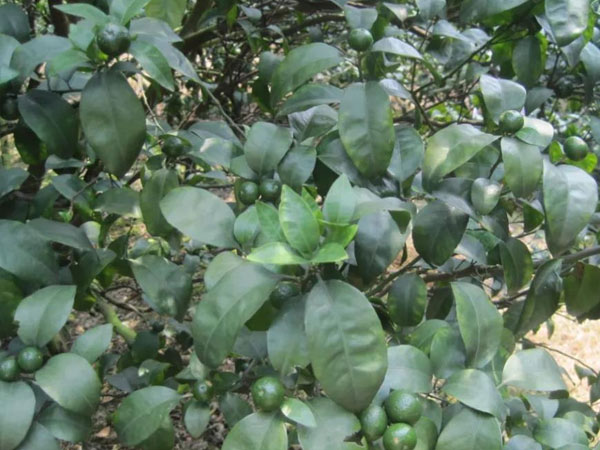 微補(bǔ)三級火箭方案有如此神奇功效？