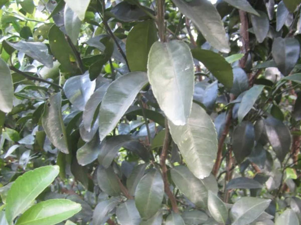 微補(bǔ)三級火箭方案有如此神奇功效？