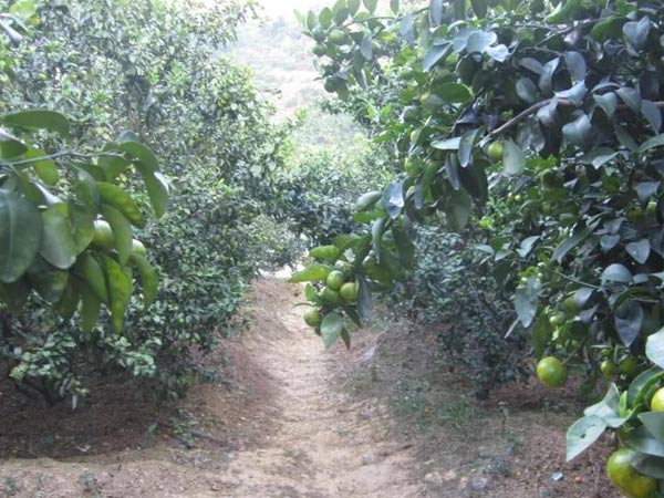 微補(bǔ)三級火箭方案有如此神奇功效？