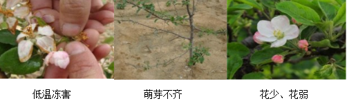 蘋果營(yíng)養(yǎng)方案