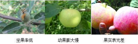 蘋果營(yíng)養(yǎng)方案