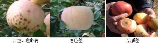 蘋果營(yíng)養(yǎng)方案