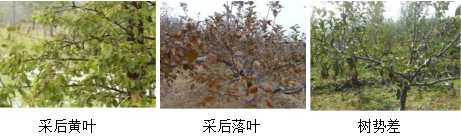 蘋果營(yíng)養(yǎng)方案