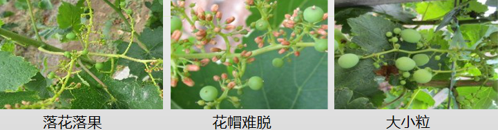 葡萄營養(yǎng)方案