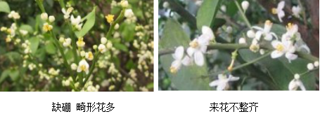 柑橘營養(yǎng)方案