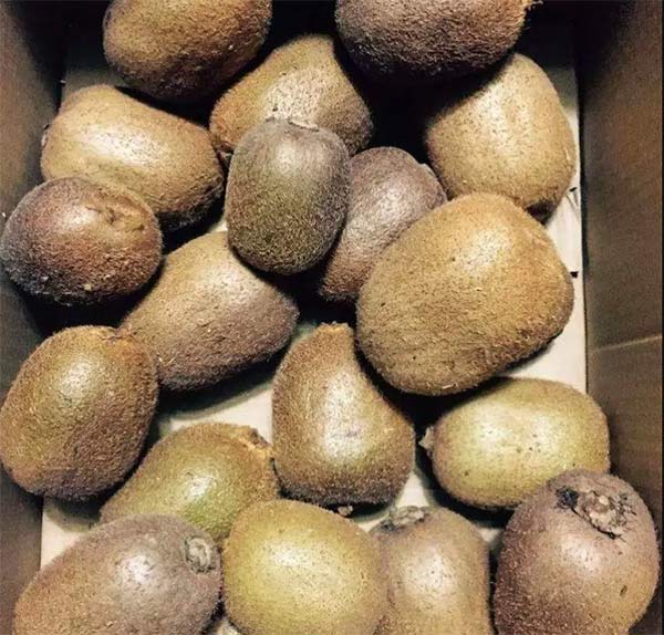 采果前后生防病蟲害，效益最佳?！