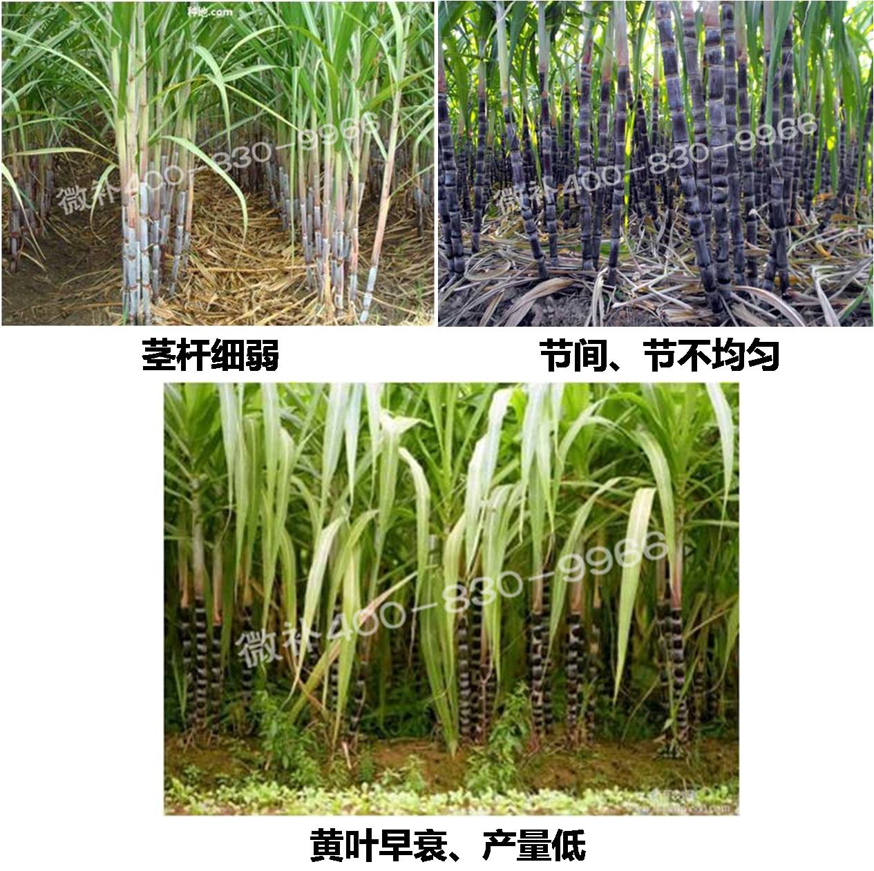 甘蔗營養(yǎng)方案