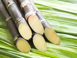 甘蔗營養(yǎng)方案