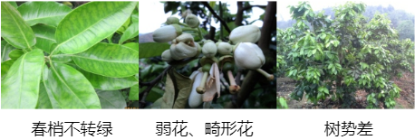 蜜柚營(yíng)養(yǎng)方案