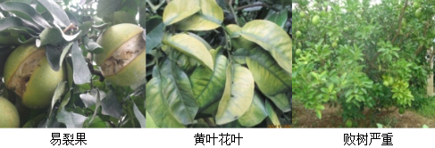 蜜柚營(yíng)養(yǎng)方案