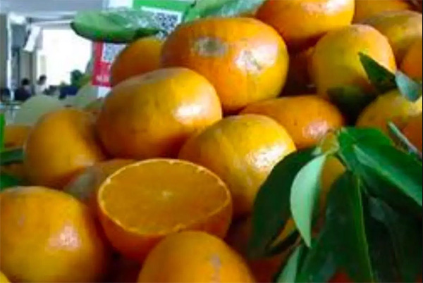 采果前后生防病蟲害，效益最佳?！