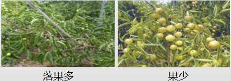 冬棗營(yíng)養(yǎng)方案