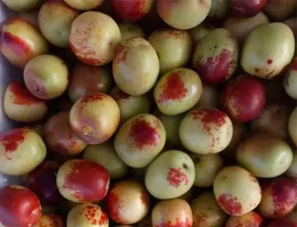 采果前后生防病蟲害，效益最佳?！