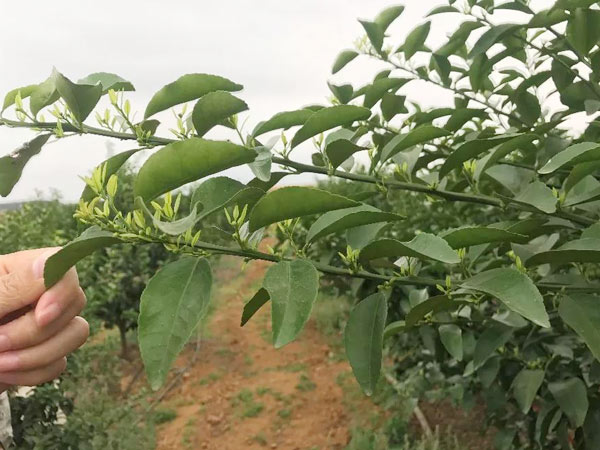 秋梢期，柑橘果農(nóng)都在做這件事……