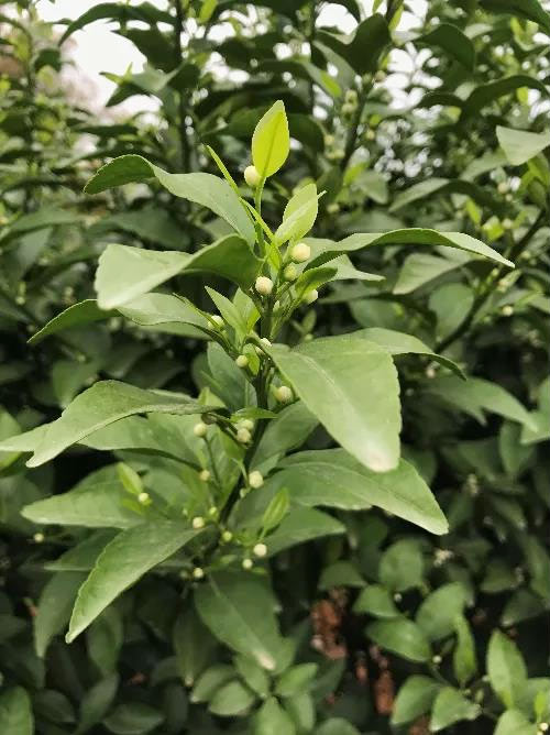 秋梢期，柑橘果農(nóng)都在做這件事……