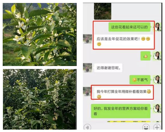 秋梢期，柑橘果農(nóng)都在做這件事……