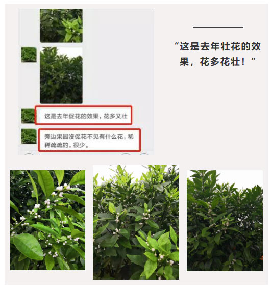 秋梢期，柑橘果農(nóng)都在做這件事……