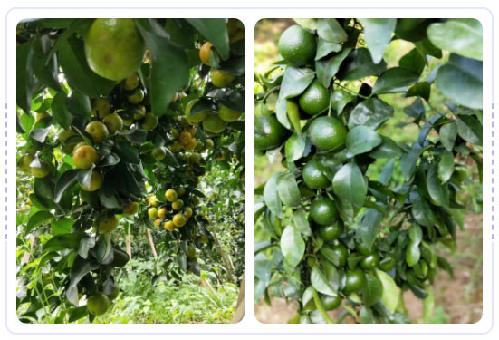 秋梢期，柑橘果農(nóng)都在做這件事……