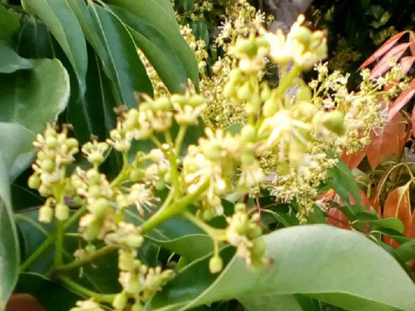 荔枝園連年高產(chǎn)，秘訣在這里