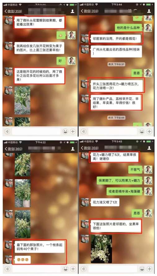 荔枝園連年高產(chǎn)，秘訣在這里