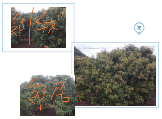 荔枝園連年高產(chǎn)，秘訣在這里